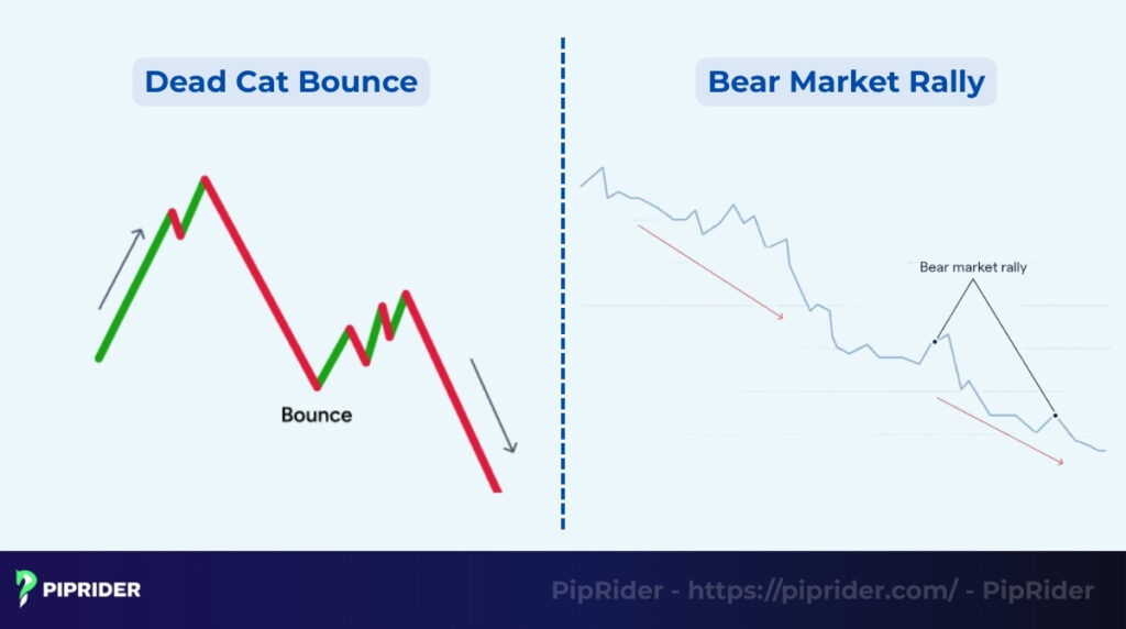 Dead Cat Bounce vs. Bear Market Rally